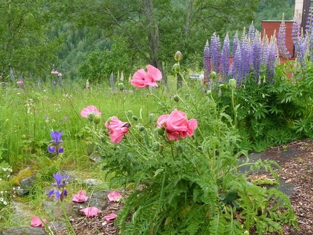 P1150707 - עותק (2)